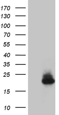 STX3 Antibody