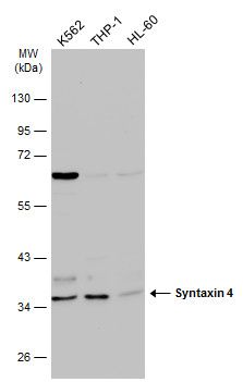 Syntaxin 4 Rabbit Polyclonal Antibody