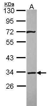 Syntaxin 4 Rabbit Polyclonal Antibody