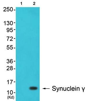 Synuclein γ Antibody