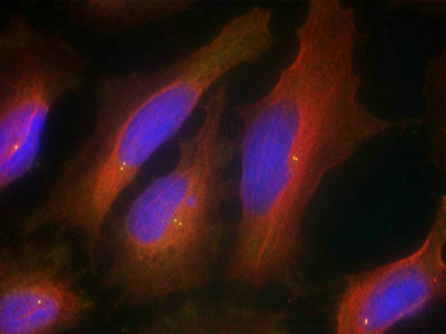 SYT1 Antibody