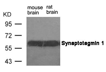 SYT1 Antibody