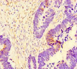 SYT10 Antibody