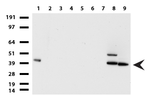SYT11 Antibody