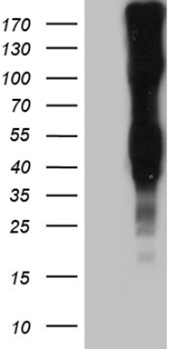 SYT11 Antibody