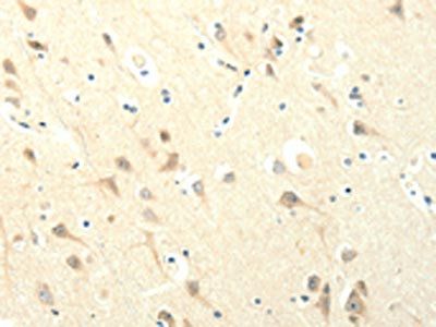 SYT5 Antibody