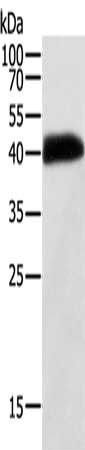 SYT5 Antibody
