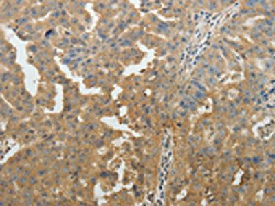 SYT6 Antibody