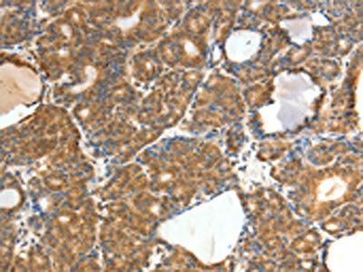 SYT6 Antibody
