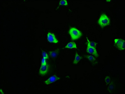 SYT6 Antibody