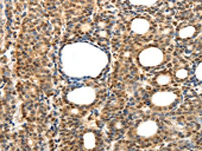 SYT7 Antibody