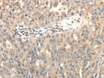 SYT7 Antibody