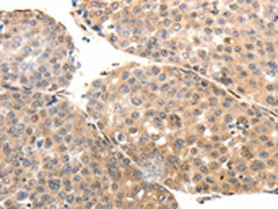 SYT7 Antibody