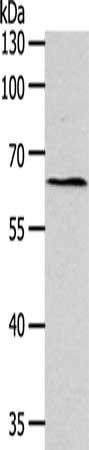 SYT7 Antibody
