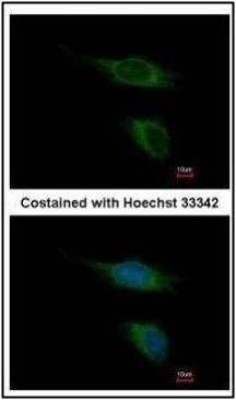 trace amine associated receptor 5 Antibody