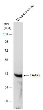 trace amine associated receptor 5 Antibody