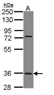 trace amine associated receptor 5 Antibody