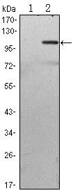 TAB2 Antibody