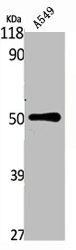 TACR3 Antibody