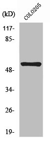 TACR3 Antibody