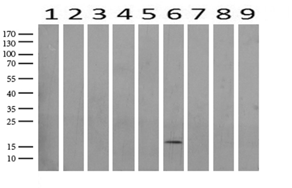 TAF1A Antibody