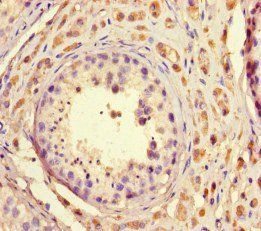 TAF2 Antibody