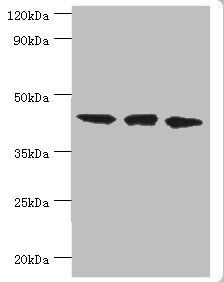 TARDBP Antibody