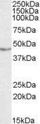 TDP-43 Antibody