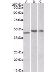 TDP-43 Antibody