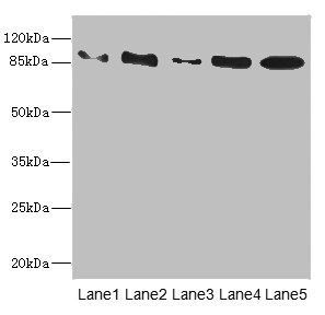 TAS1R3 Antibody
