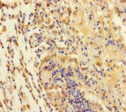 TAS2R42 Antibody