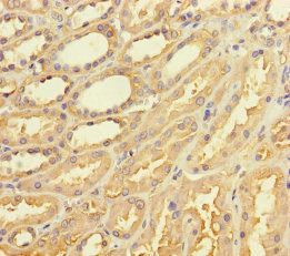 TAS2R42 Antibody