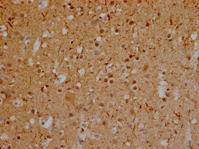 MAPT Antibody