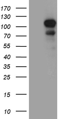 Tau Antibody