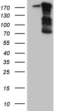 Tau Antibody