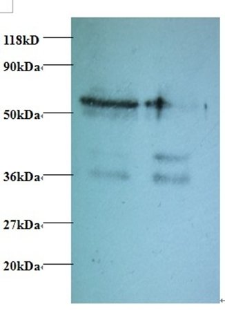TAX1BP3 Antibody (Biotin)