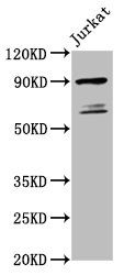 TAX1BP1 Antibody