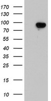 WWTR1 Antibody