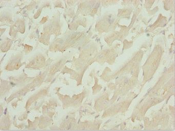 TBPL1 Antibody