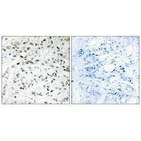 ELOA Antibody