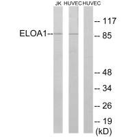 ELOA Antibody