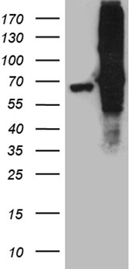 TCF12 Antibody