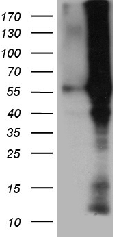 TCF12 Antibody