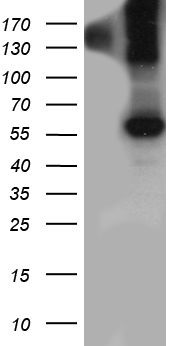 TCF12 Antibody