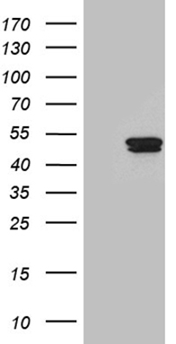 TCF12 Antibody