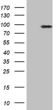 TCF12 Antibody