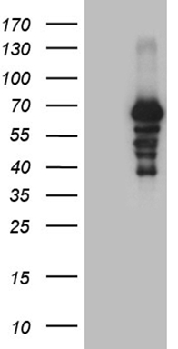 TCF12 Antibody