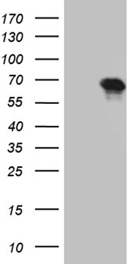 TCF12 Antibody