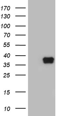 TCF12 Antibody
