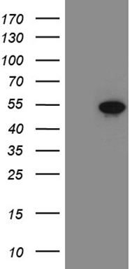 TCF12 Antibody